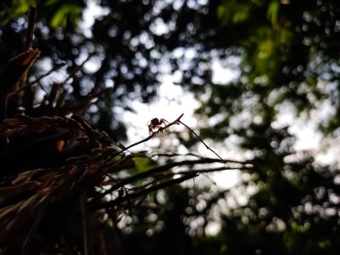 Hyllus semicupreus, kısaca yarı bakır atlayıcı, Hyllus cinsinden bir örümcek türüdür. Hindistan ve Sri Lanka 'ya özgüdür..