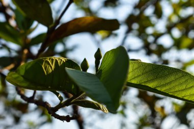 Bu, sabahları çekilen guava çiçeği tomurcukları. Guava birçok tropikal ve subtropikal bölgede yetişen yaygın bir tropikal meyvedir..