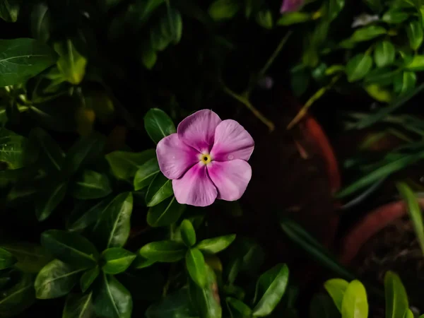 カタランサスのバラは 一般的に明るい目として知られており ペリウィンクル岬は アポカリア科の開花植物の種です マダガスカル原産で固有種です — ストック写真