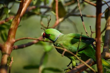 Gül halkalı papağan (ayrıca halka boyunlu papağan olarak da bilinir), papağangiller (Psittacidae) familyasından bir papağan türüdür..
