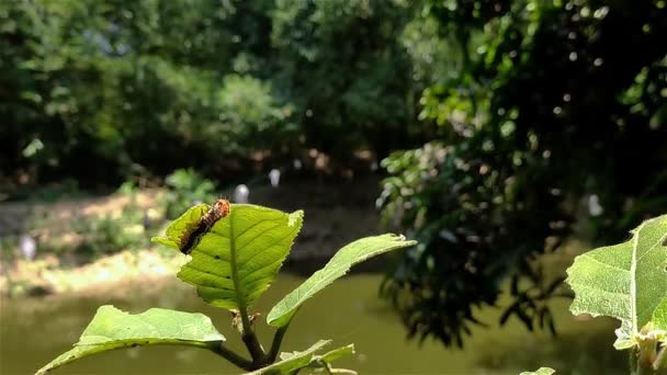 Lagartas São Fase Larval Dos Membros Ordem Lepidoptera Ordem Dos — Vídeo de Stock