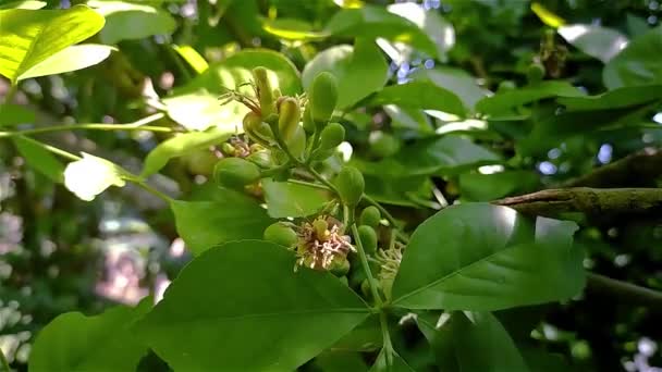 これは午前中のエーゲ海のマルメロの花の映像です エーゲル マルメロス Agele Marmelos インド亜大陸や東南アジア原産の木である — ストック動画