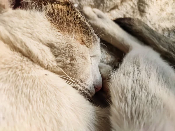 この猫に日光が当たる朝の白い猫の鼻のクローズアップ写真 — ストック写真