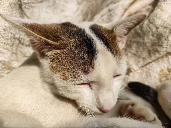 Une Photo Gros Plan Visage Chat Blanc Matin Quand Lumière — Photo