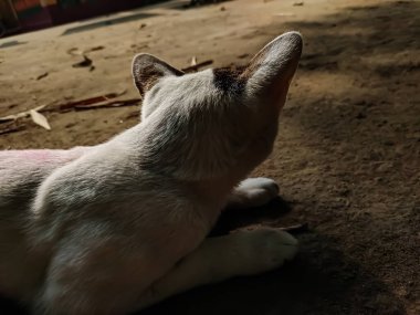 Bu kedinin üzerine güneş ışığı düştüğü sabah beyaz bir kedi resmi..