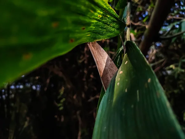 Folha Bambu Iluminada Close Tiro Pela Manhã Quando Luz Sol — Fotografia de Stock