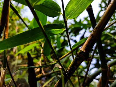 Aydınlatılmış bambu yaprağı. Sabah güneş ışığı üzerine düştüğünde yakın çekim..