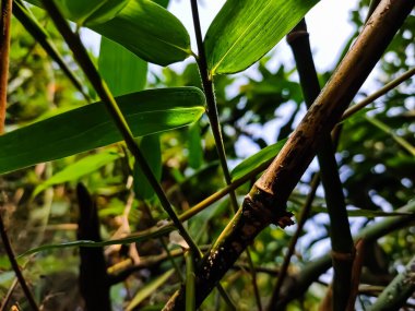 Aydınlatılmış bambu yaprağı. Sabah güneş ışığı üzerine düştüğünde yakın çekim..