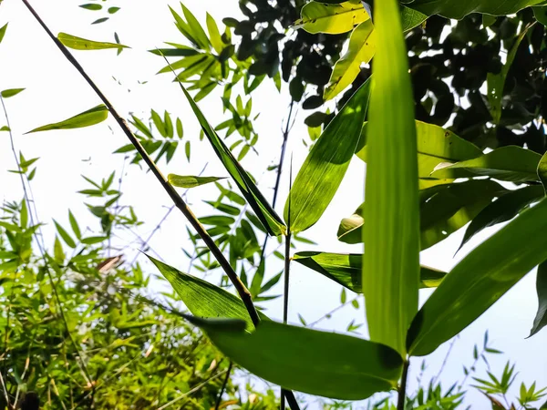 早上阳光照射在竹叶上的时候 竹叶发出了特写 — 图库照片