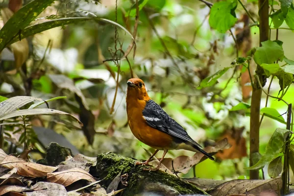 Den Orangea Trasten Geokichla Citrina Fågel Trastfamiljen Det Vanligt Skogsområden — Stockfoto