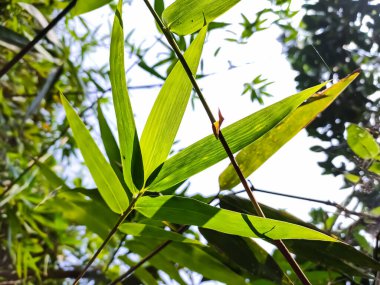 Aydınlatılmış bambu yaprağı. Sabah güneş ışığı üzerine düştüğünde yakın çekim..