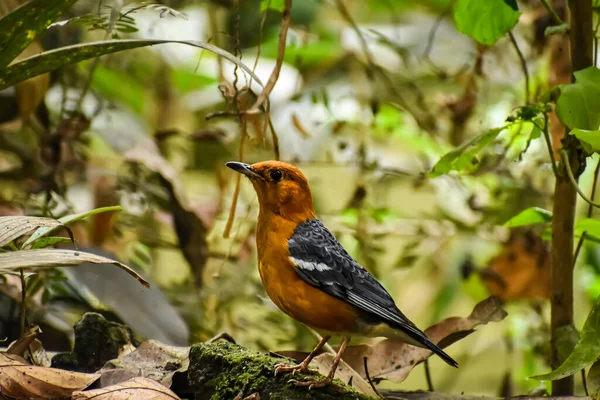 Sapinho Cabeça Laranja Geokichla Citrina Pássaro Família Thrush Comum Áreas — Fotografia de Stock