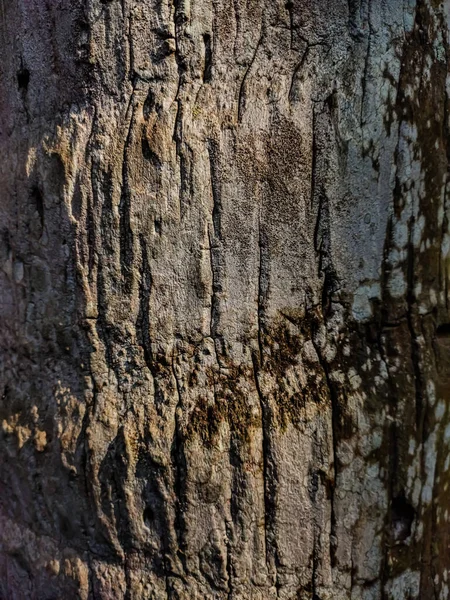 Detta Kokosnötsträden Bark Närbild Skott När Solljuset Faller Detta Träd — Stockfoto