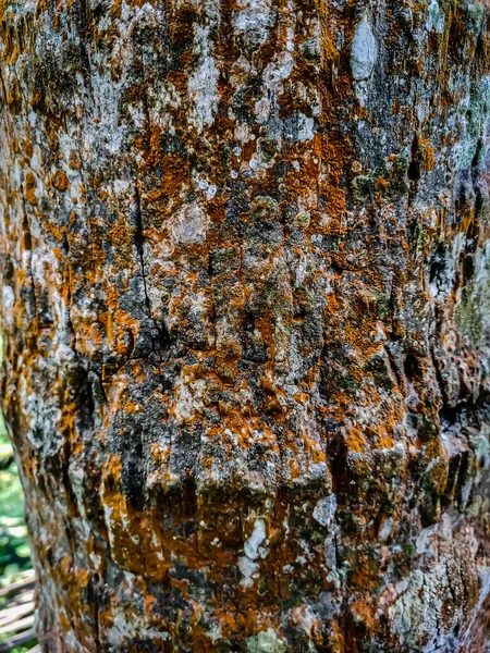 这是在印地安人白天拍摄的被苔藓覆盖的椰子树树皮 — 图库照片
