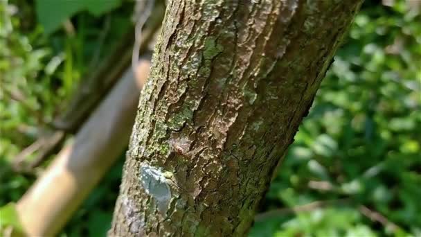 メネメロス ビビタタス Menemerus Bivitatus 灰色の壁のジャンパーとして一般的に知られているサリチダエ科のクモである 熱帯の種で 通常は建物や木の幹の壁に見られます — ストック動画