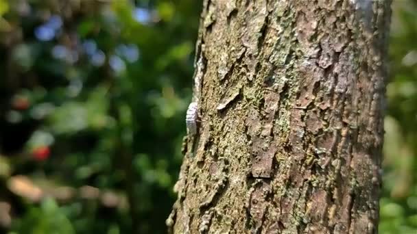 Pseudococcus est un genre d'insectes de la famille des Pseudococcidae. Il existe plus de 150 espèces de Pseudococcus.