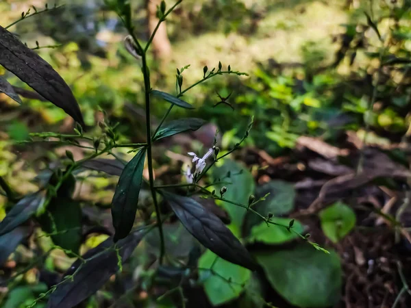 Rhinacanthus Nasutus Comúnmente Conocida Como Jazmín Serpiente Una Planta Nativa — Foto de Stock