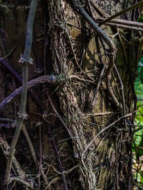 Bu, hindistan cevizi ağacının betel kökü olan betel (Piper betle), Piperaceae familyasından bir sarmaşıktır..