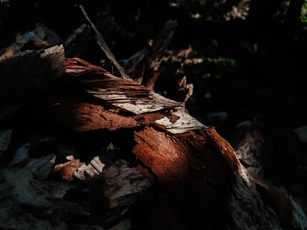 Luz Del Sol Cae Sobre Trozo Madera Por Mañana Enredo — Foto de Stock