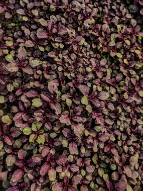 Amaranthus, her yıl veya kısa ömürlü bitkilerin oluşturduğu bir kozmopolit cinsidir..