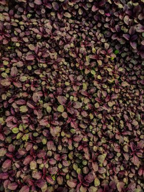 Amaranthus, her yıl veya kısa ömürlü bitkilerin oluşturduğu bir kozmopolit cinsidir..