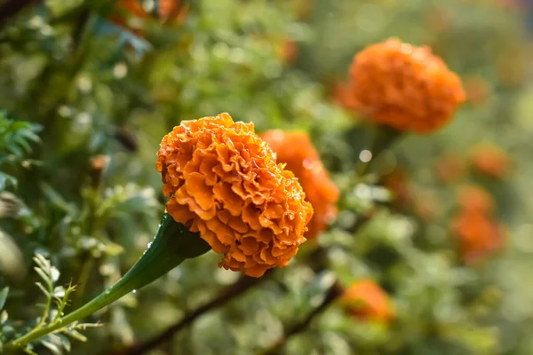 Tagetes Род Однолетних Многолетних Основном Травянистых Растений Семейства Подсолнечников Asteraceae — стоковое фото