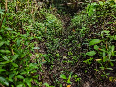 Su uzun zamandır akmadığı için otların doğduğu bir drenaj çukuru..