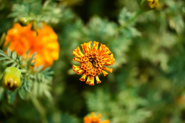 Tagetes Род Однолетних Многолетних Основном Травянистых Растений Семейства Подсолнечников Asteraceae — стоковое фото