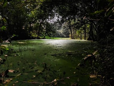 Ormanın ortasında yer alan ve suyla dolu büyük bir sulak alandır..