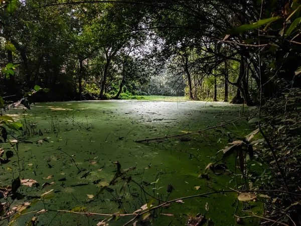 Ist Ein Großes Mit Wasser Gefülltes Feuchtgebiet Das Mitten Wald — Stockfoto