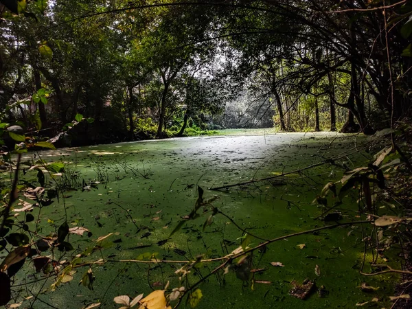 森の真ん中に位置する水で満たされた大きな湿地です — ストック写真