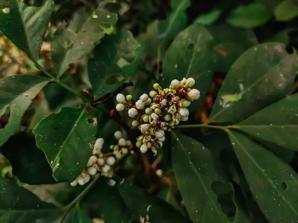 Glycosmis Genus Flowering Plants Citrus Family Rutaceae Tribe Clauseneae Plant — Stock Photo, Image