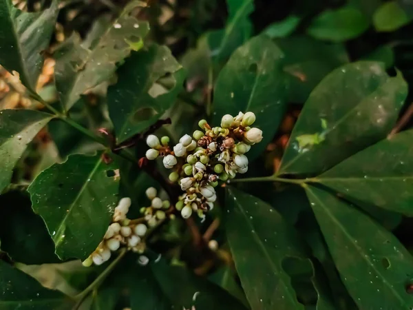 Glikozmisz Citrusfélék Rutaceae Clauseneae Törzs Virágzó Növényeinek Nemzetsége Növény Délkelet — Stock Fotó