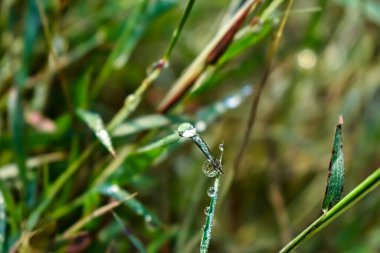 Sabah çiy damlası sabah vakti küçük yeşil çimen yaprağının üzerine düşer..