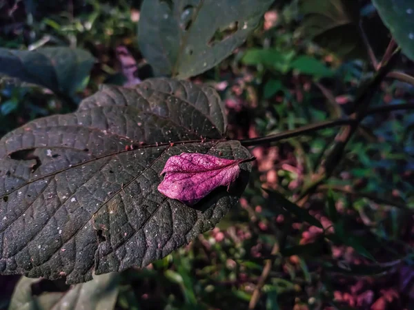 Uma Folha Rosa Velha Pequena Cai Uma Folha Grande Selvagem — Fotografia de Stock