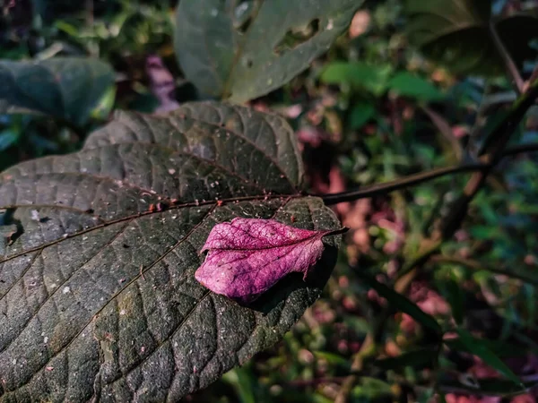 Uma Folha Rosa Velha Pequena Cai Uma Folha Grande Selvagem — Fotografia de Stock