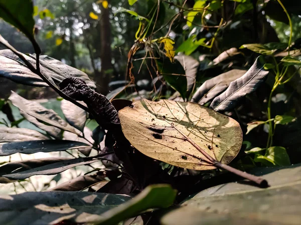 Soleil Matin Tombe Sur Une Vieille Feuille Banyan Jaune Gros — Photo