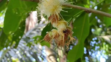 Küçük arı bir su elması çiçeğinin üzerinde bal yiyor. Bu su elması bilimsel adı Syzygium aqueum. Ağaç, tahtaları ve yenilebilir meyveleri için yetiştirilir..