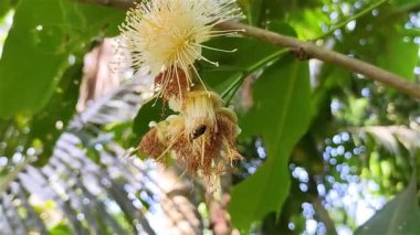 Küçük arı bir su elması çiçeğinin üzerinde bal yiyor. Bu su elması bilimsel adı Syzygium aqueum. Ağaç, tahtaları ve yenilebilir meyveleri için yetiştirilir..