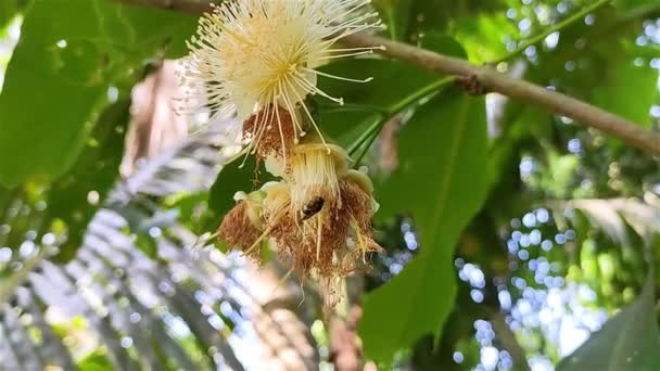 Abeja Está Comiendo Miel Una Flor Manzana Agua Este Nombre — Vídeos de Stock