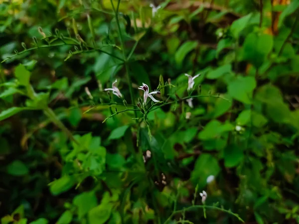 라이나 Rhinacanthus Nasutus 재스민으로 알려져 있으며 인도에서 자생하는 식물이다 그것은 — 스톡 사진