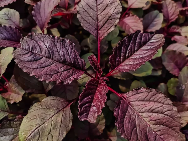 Amaranthus Collectively Known Amaranth Cosmopolitan Genus Annual Short Lived Perennial — Stock Photo, Image