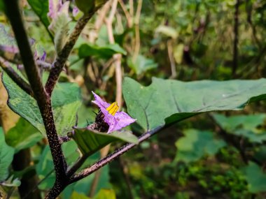 Bu küçük renkli bir patlıcan çiçeği. Sabahları alçak açıyla çekiliyor..