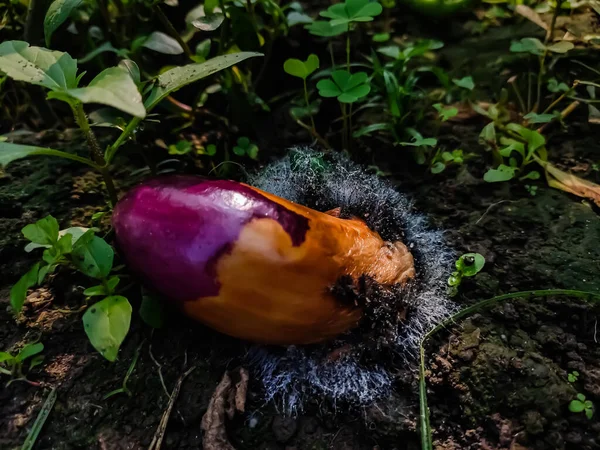 Rotten Eggplant Lying Ground Fungus Has Grown — Stock Photo, Image