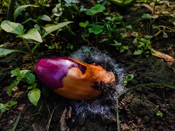 Rotten Eggplant Lying Ground Fungus Has Grown — Stock Photo, Image
