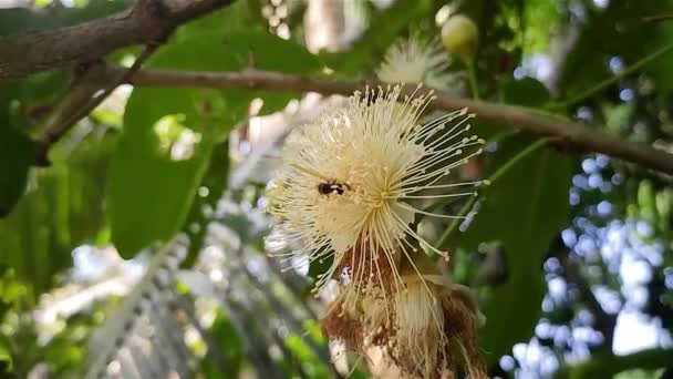 小さな蜂はリンゴの花で蜂蜜を食べている このリンゴの学名はSyzygium Aqueumです 木は木と食用の果物のために栽培されています — ストック動画