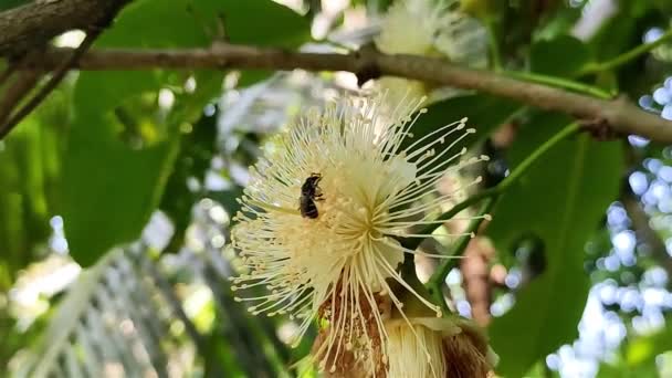 Lebah Kecil Itu Makan Madu Atas Bunga Apel Air Nama — Stok Video