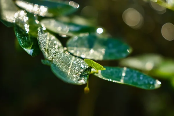 Αυτό Όνομα Φυτού Είναι Phyllanthus Reticulatus Και Πρωινή Δροσιά Πτώση — Φωτογραφία Αρχείου