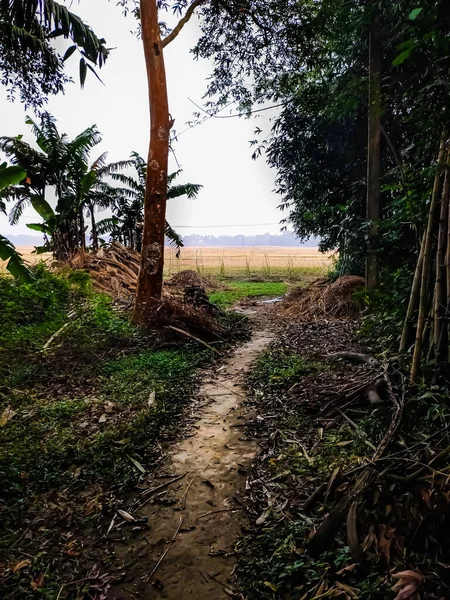 狭い未舗装道路は インドの農村部の両側に草の森に囲まれた農地につながります — ストック写真