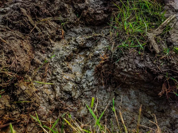 Extrémní Detail Zablácené Půdy Detailní Záběr Rýžovém Poli Zimním Ránu — Stock fotografie